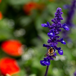 Blühende Grünfläche auf dem Schillerplatz: Nahaufnahme einer Biene an einer Blüte