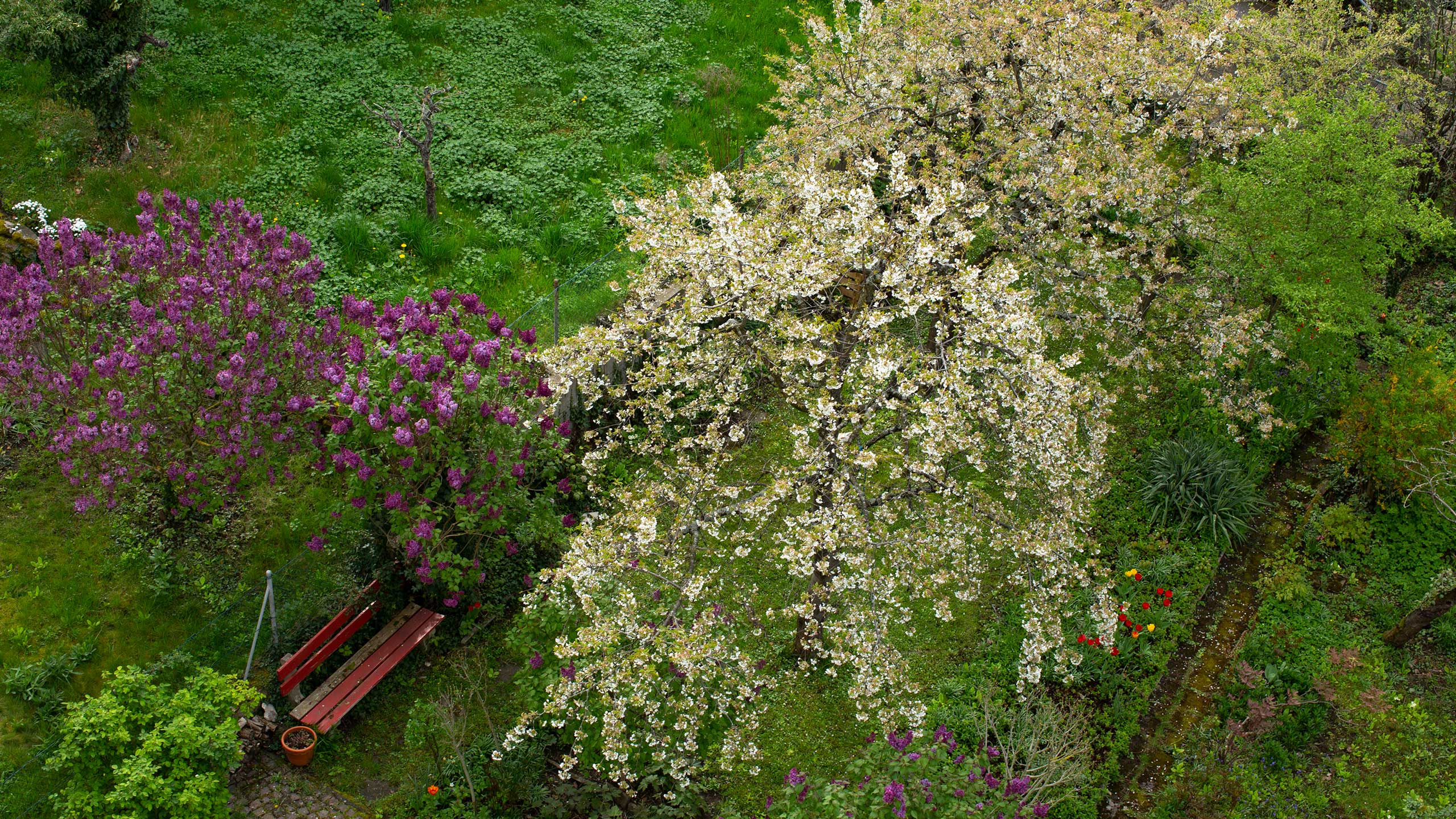 Blick in den Hausgarten (Vogelperspektive). Ein violetter Flieder und die beiden Quitten stehen in voller Blüte. Das Gras ist saftig grün. Die ersten Tulpen (rot und gelb) strecken ihre Köpfchen zur Sonne.. Bild: cc Franziska Köppe | madiko
