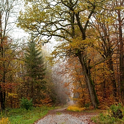 Schönbuch - Waldweg