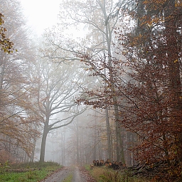 Schönbuch - Waldweg