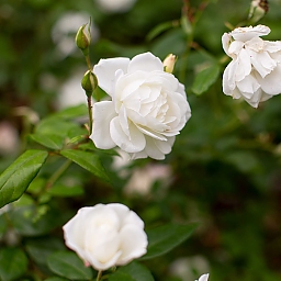 Nahaufnahme einer weißen Rose, voll aufgeblüht. Im Hintergrund (unscharf) weitere weiße Blüten, die bereits verwelkt sind.