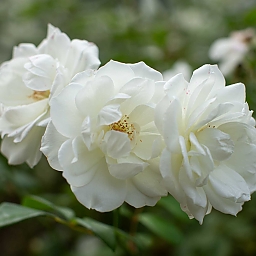 Nahaufnahme dreier weißer Rosen, die bereits voll aufgeblüht sind.