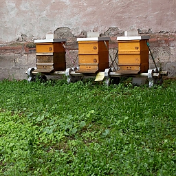 3 Bienenvölker und ein Bienenhotel am nord-westlichen Garten von St. Stephan. Auch der Honig ist Teil des Finanzierungskonzepts zum Erhalt der Chagall-Fenster und der Kirche.