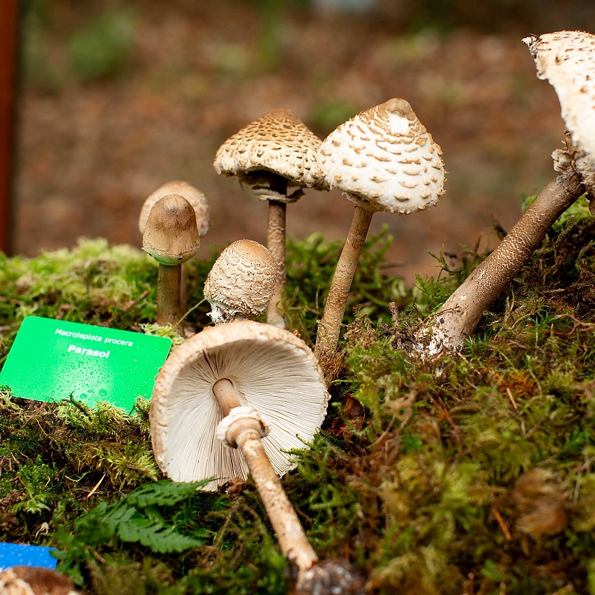 Im gesammelten Wald-Moos eine Familie Parasol-Pilze unterschiedlichen Wachstumsstadiums. Das grüne Schild bedeutet: essbar und genießbar.