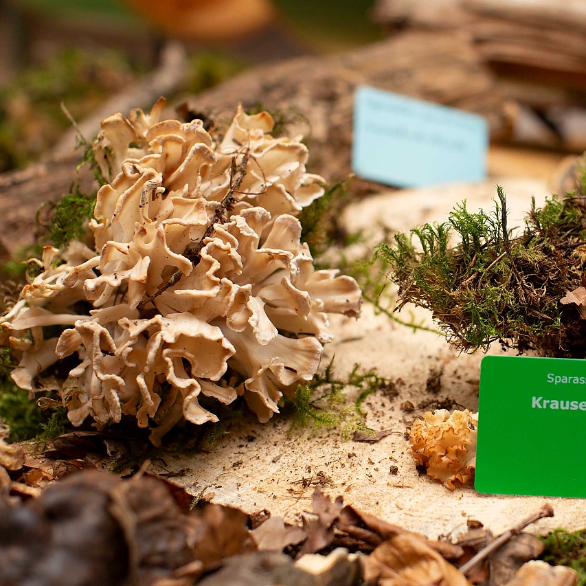 Holz-Brett mit Moos und verschiedenen Baum-Pilzen. Im Foto sind zwei Krause Glucke(n) im Fokus.