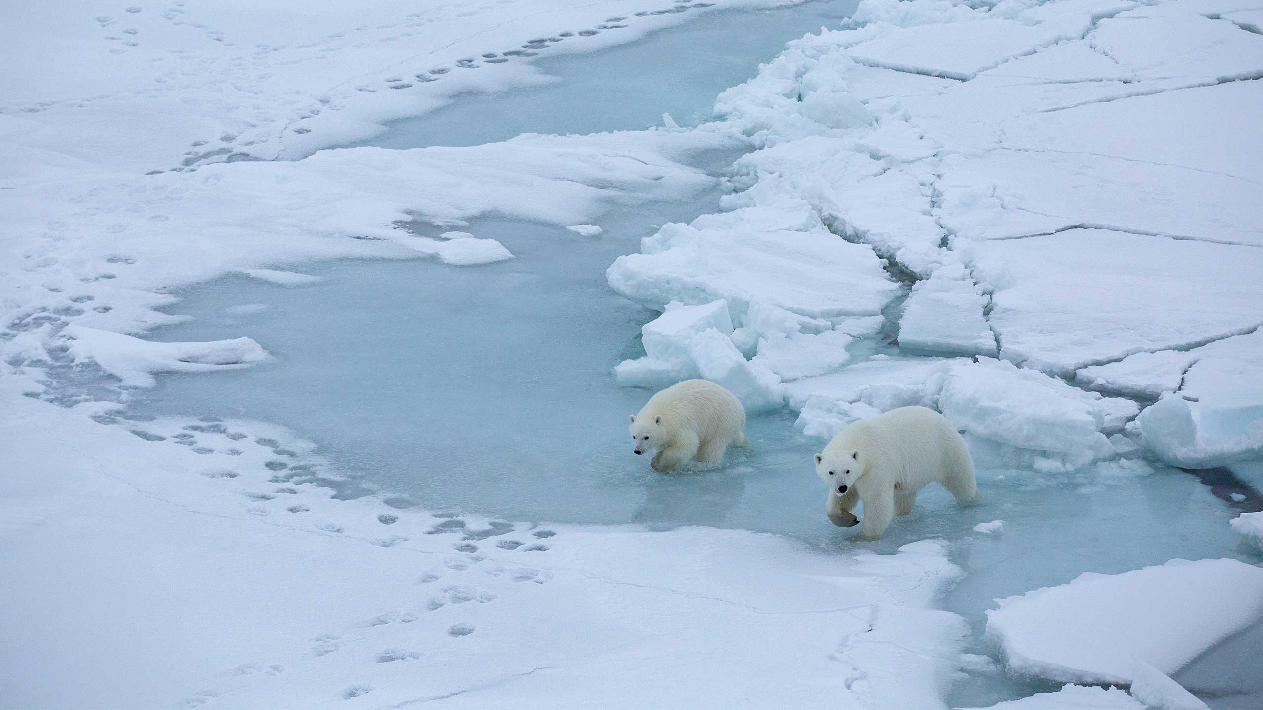 MOSAiC 2019-2020: Eisbären im Meereis (Mutter mit Jungtier). Bild: cc Alfred-Wegener-Institut / Foto: Esther Horvath