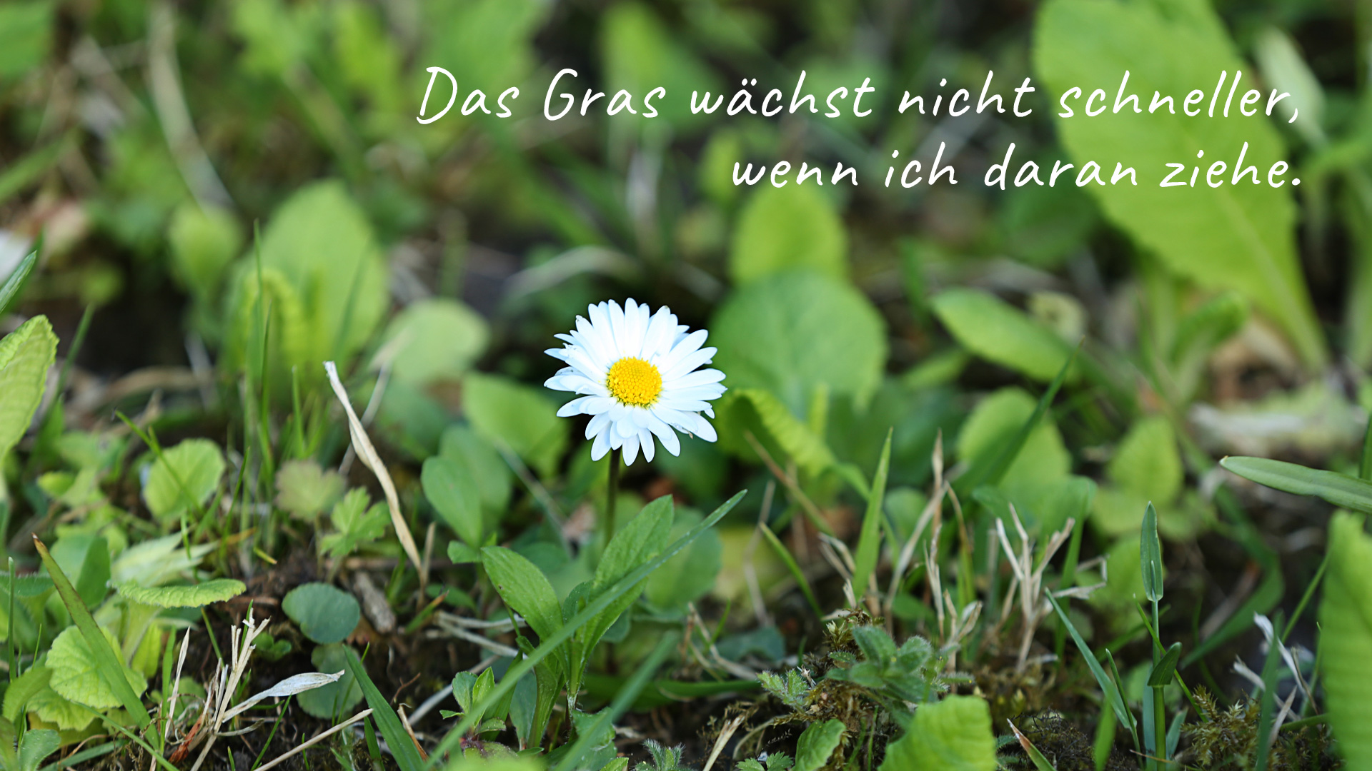 Foto eines Gänseblümchens auf einer grünen Wiese (Nahaufnahme). 
Text Das Gras wächst nicht schneller, wenn ich daran ziehe.. Bild: copy Franziska Köppe | madiko